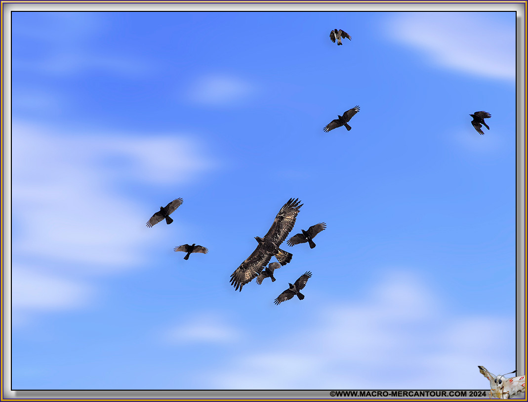 Buse variable 